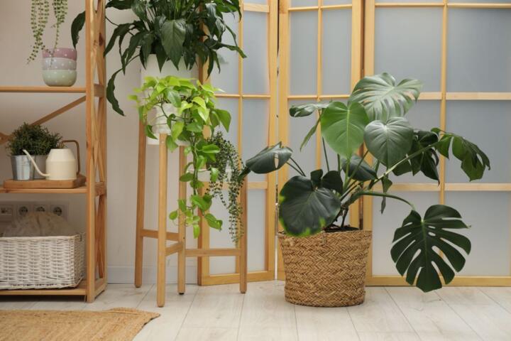 Plants That Survive a Busy Schedule
